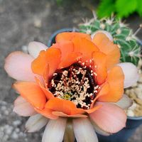 サボテン,花サボテン,多肉植物,サボテンの花,花のある暮らしの画像