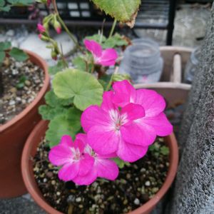ゼラニウム,ガーデニング,ホムセン,おうち園芸,GS5年生の画像