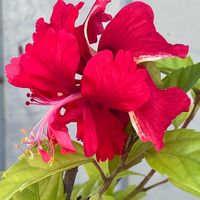 ハイビスカス,ハイビスカスフラミンゴ,花のある暮らし,みどりのある暮らし,わくわく♡の画像