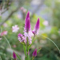 福岡,備忘録,癒し…,記録,NO GREEN  NO LIFEの画像