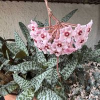 キャットテール,ローズゼラニウム,姫秀麗,豹紋,多肉植物いろいろの画像