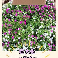 オシロイバナ,コムラサキ,ハイビスカス,秋明菊,おしろいばなの画像