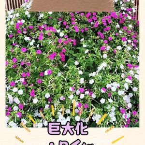 オシロイバナ,コムラサキ,ハイビスカス,秋明菊,おしろいばなの画像