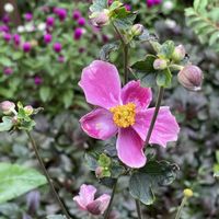 アジュガ,アジュガ,シュウメイギク,センニチコウ,斑入りフジバカマの画像