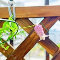 壺型　クレマチス,壺型　クレマチス,ベランダガーデン,マクロレンズ,マンションのベランダの画像