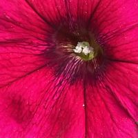 ペチュニア,花壇,ガーデニング,山野草,ナス科の画像