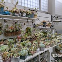 ロココ,多肉寄せ植え,多肉棚DIY,no green no life,多肉のある暮らしの画像