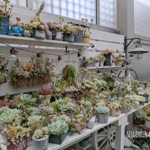 ロココ,多肉寄せ植え,多肉棚DIY,no green no life,多肉のある暮らしの画像