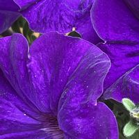 ペチュニア,花壇,ガーデニング,山野草,ナス科の画像