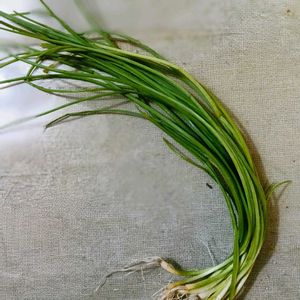 曇り時々雨,ミニ家庭菜園,美味しい生活,キッチン,庭の画像