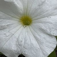 ペチュニア,花壇,ガーデニング,山野草,ナス科の画像
