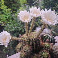 金星丸,成長記録,植中毒,植物好き,ベランダの画像