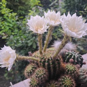 金星丸,成長記録,植中毒,植物好き,ベランダの画像