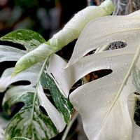 斑入りモンステラ,真ん中がスカスカ,観葉植物,GSに感謝。,マンションのベランダの画像