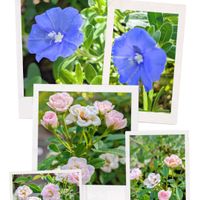 アメリカンブルー,花のある暮らし,ミニミニ薔薇,花に魅せられて,元気をもらうの画像