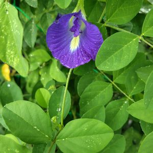バタフライピー,白い花,種から,青い花,家庭菜園の画像