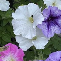 ペチュニア,花壇,ガーデニング,山野草,ナス科の画像