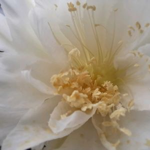 金星丸,成長記録,植中毒,植物好き,ベランダの画像