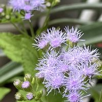 ユーパトリウム,花が咲いた,ベランダの画像