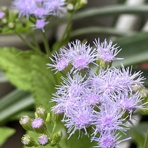 ユーパトリウム,花が咲いた,ベランダの画像