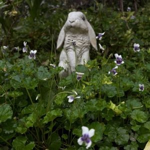 マイガーデン,花のある暮らし,広い庭の画像