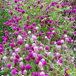 千日紅,ニラの花,タラの木,番外編,チーム愛知の画像