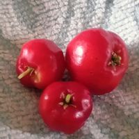 アセロラ,アセロラの実,果実,美味しい,花のある暮らしの画像