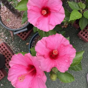 ハイビスカス,プルメリア,多肉植物,塊根植物,コーデックスの画像
