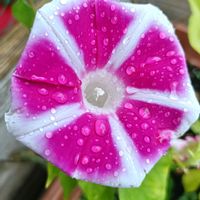 鉢植え,ピンク,夏のお花,つる性,癒し…♡の画像