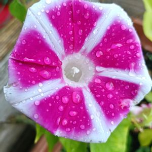 鉢植え,ピンク,夏のお花,つる性,癒し…♡の画像