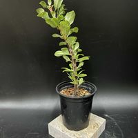 観葉植物,塊根植物,コーデックス,珍奇植物,ビザールプランツの画像