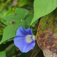 ハイビスカス,アメリカアサガオ,今日のハイビスカス,チーム千葉✿︎,秘密の花園♡の画像