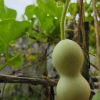 ひょうたん,元気！,種から,元気に育ててますよ,家庭菜園の画像