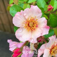 ナニワイバラ,花のある暮らしの画像