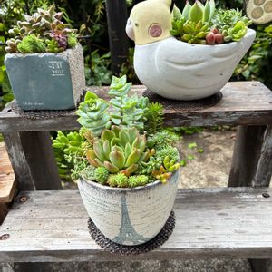 多肉植物,多肉寄せ植え,ハンドメイド,小雨の中で,小さな庭の画像