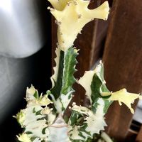 ホワイトゴースト,ユーフォルビア属,ユーフォルビア ホワイトゴースト,多肉植物,神奈川タニラーの画像