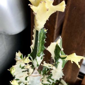 ホワイトゴースト,ユーフォルビア属,ユーフォルビア ホワイトゴースト,多肉植物,神奈川タニラーの画像