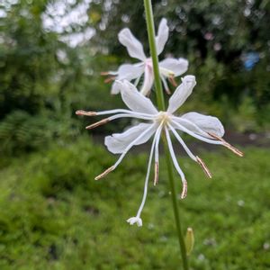 ガウラ,白蝶草,畑の画像