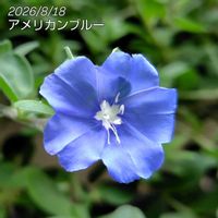 アメリカンブルー,カリブラコア,ペンタス,庭の画像