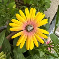 オステオスペルマム,花のある暮らし,玄関アプローチの画像