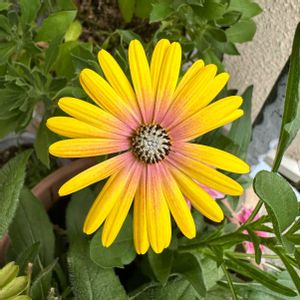 オステオスペルマム,花のある暮らし,玄関アプローチの画像