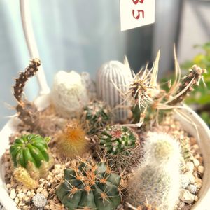 サボテン寄せ植え,グリーンのある暮らし,植物のある暮らし,サボテン好きの画像