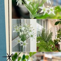 ニラ,ニラの花,ニラの花,移住後の生活,所沢市民文化センターミューズの画像