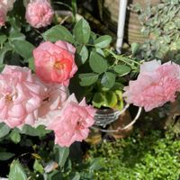 夏の庭,ミニバラ　ラブリーモア,フロントガーデン,鉢植えのバラ,東向きの画像