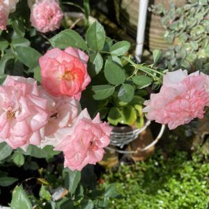 夏の庭,ミニバラ　ラブリーモア,フロントガーデン,鉢植えのバラ,東向きの画像