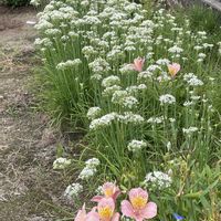 オクラ,ニラの花,東北魂,我ら宮城県民,家庭菜園の画像