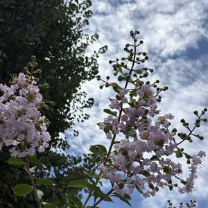 ハス,ヒマワリ,ムクゲ,百日紅（サルスベリ),植物のある暮らしの画像