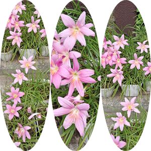 ゼフィランサス,レインリリー,花のある暮らし,植物のある暮らし,植中毒の画像