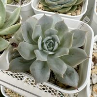 多肉植物の寄植え,ブルーバード,この子はだ〜れ❔,多肉植物,多肉棚の画像