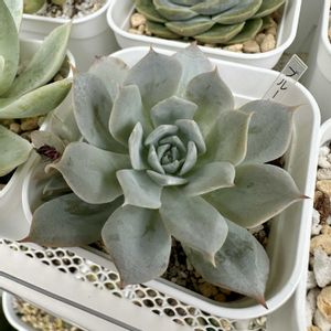 多肉植物の寄植え,ブルーバード,この子はだ〜れ❔,多肉植物,多肉棚の画像